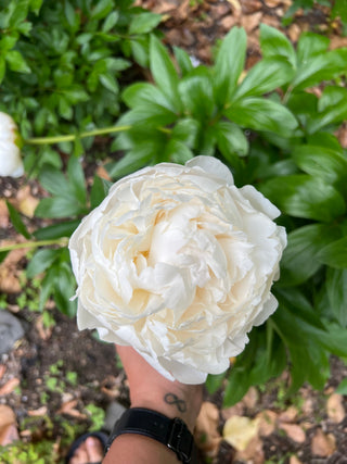 Peony Centerpieces & Mini Medium Readings - June 4th
