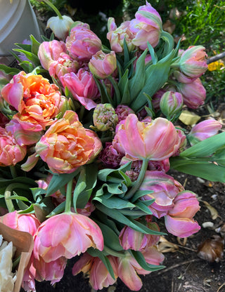 Tulip Lovers Spotlight; An Ikebana-Inspired Tulip Centerpiece Workshop; March 22