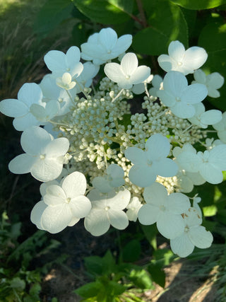 Hydrangea Lovers Centerpiece Workshop | July 12th