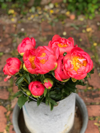 Peony Centerpieces & Mini Medium Readings - June 4th