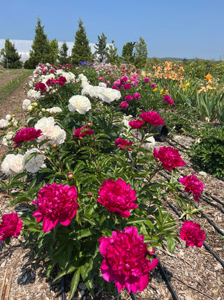 Peony Centerpieces & Mini Medium Readings - June 4th