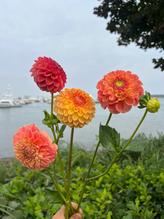 Dahlia Lovers Centerpiece Workshop - September 15th