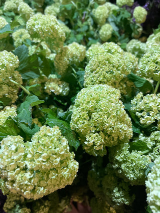 Hydrangea Lovers Centerpiece Workshop | July 12th