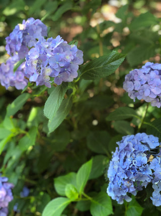 Hydrangea Lovers Centerpiece Workshop | July 12th