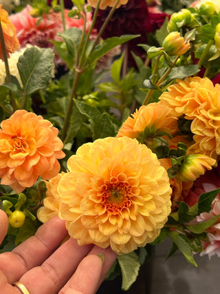 Dahlia Lovers Centerpiece Workshop - September 15th