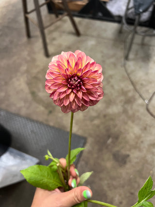 Dahlia Lovers Centerpiece Workshop - September 15th