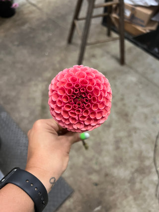 September Flowers in a Bag Workshop: September 20th