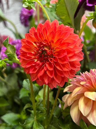 Dahlia Lovers Centerpiece Workshop - September 15th