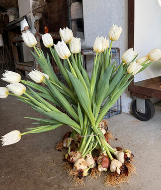 Tulip Lovers Spotlight; An Ikebana-Inspired Tulip Centerpiece Workshop; March 22