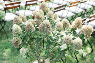 Hydrangea Lovers Centerpiece Workshop | July 12th