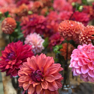 The DIY Summer Flowers Subscription