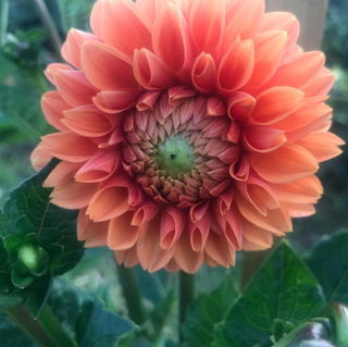 The DIY Summer Flowers Subscription