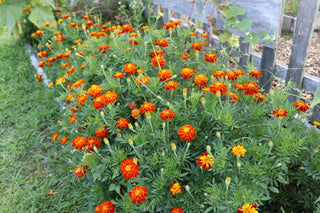 Brunch & Blooms Monthly Floral Design Workshop | September 8th