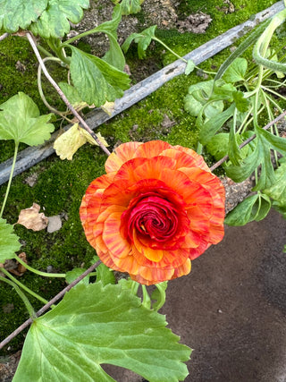 The DIY Summer Flowers Subscription