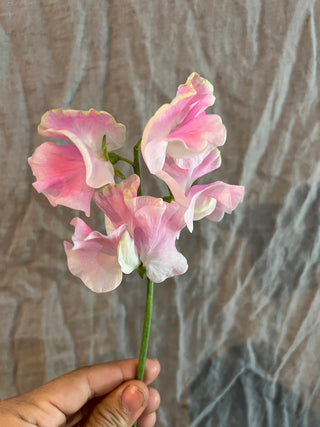 The DIY Summer Flowers Subscription