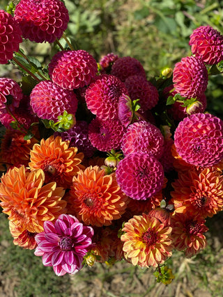 The DIY Summer Flowers Subscription