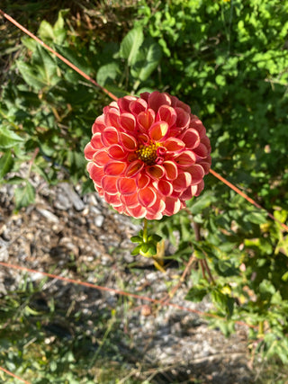The DIY Summer Flowers Subscription