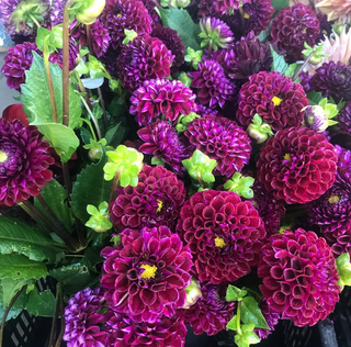 The DIY Summer Flowers Subscription